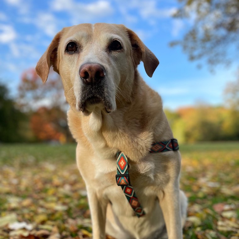 Sara, a yellow Labrador in a patterned harness, sitting among autumn leaves