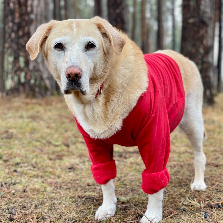 Sara, a yellow Labrador in a red coat, standing in a pine forest
